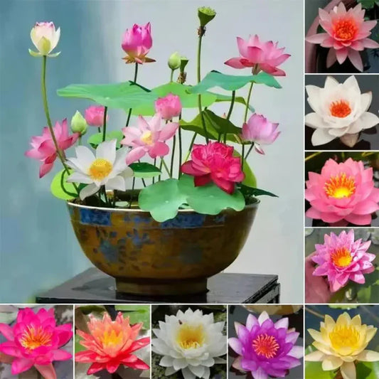 🌸 Premium Japanese Bonsai Lotus Seeds - High Fragrance